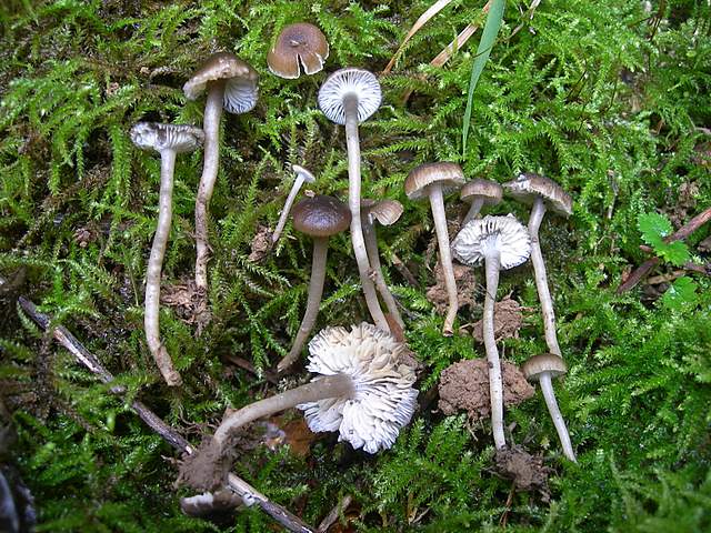 La  Foresta  Igrofila  di  Ettingen